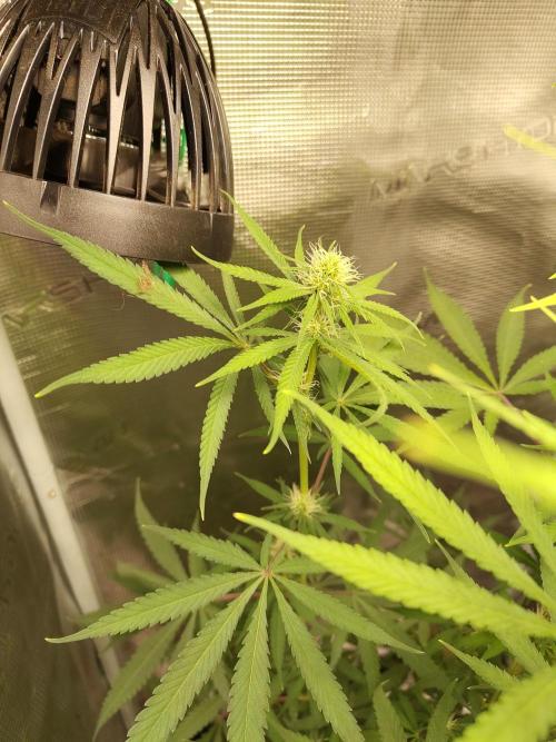 Choclate Rainbow XXL - Sensi Seeds. Week 8