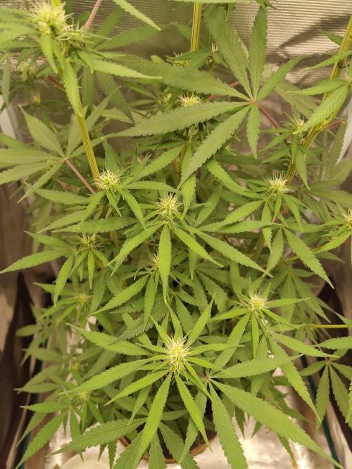 Choclate Rainbow XXL - Sensi Seeds. Week 8