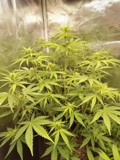 Sensi Seeds - Sticky Orange XXL Auto. Week 4