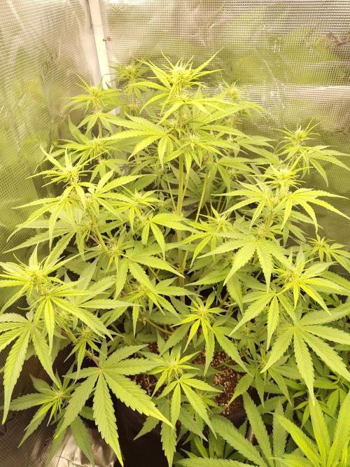Sensi Seeds - Sticky Orange XXL Auto. Week 4