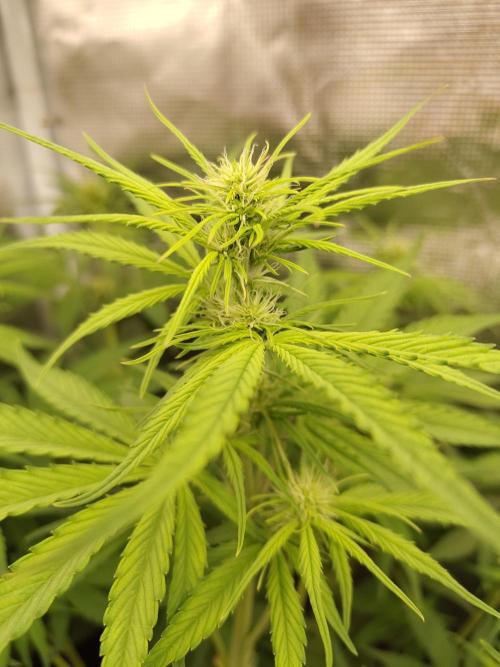 Sensi Seeds - Sticky Orange XXL Auto. Week 4