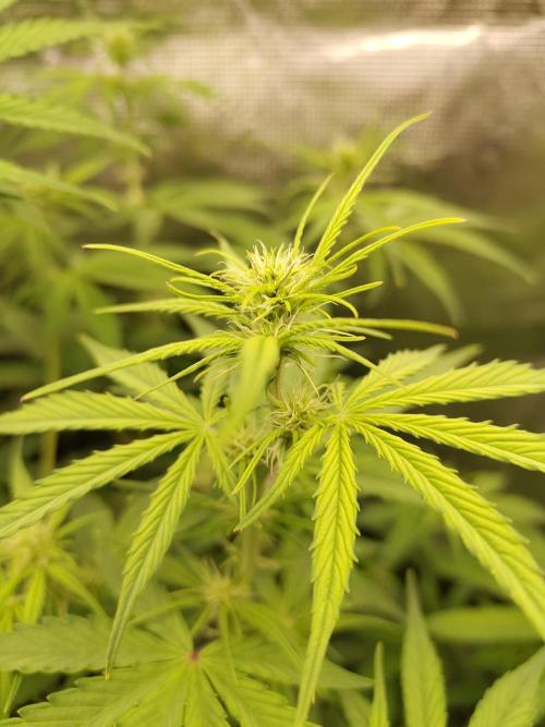 Sensi Seeds - Sticky Orange XXL Auto. Week 4