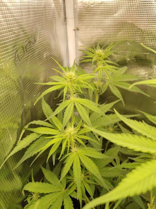 Sensi Seeds - Sticky Orange XXL Auto. Week 4