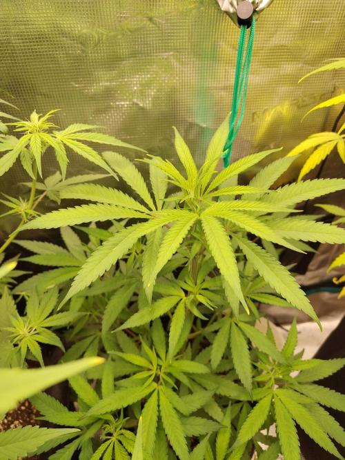 Choclate Rainbow XXL cutlings. Week 5