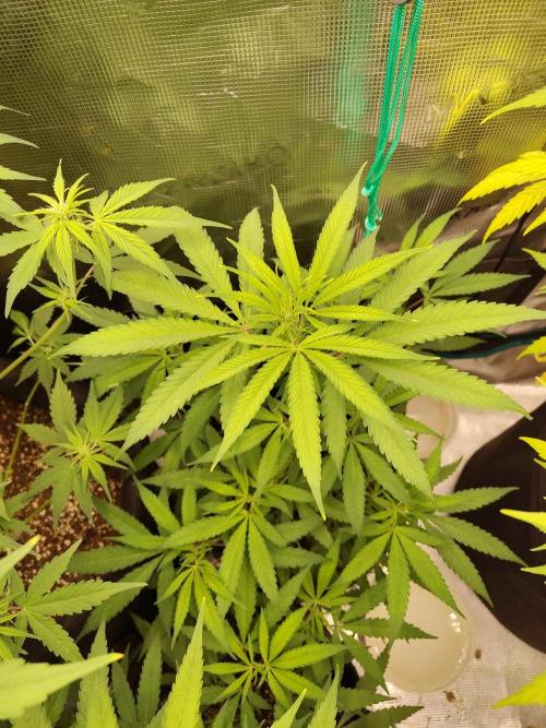 Choclate Rainbow XXL cutlings. Week 5