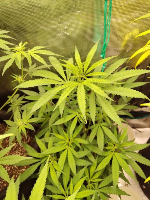 Choclate Rainbow XXL cutlings. Week 5