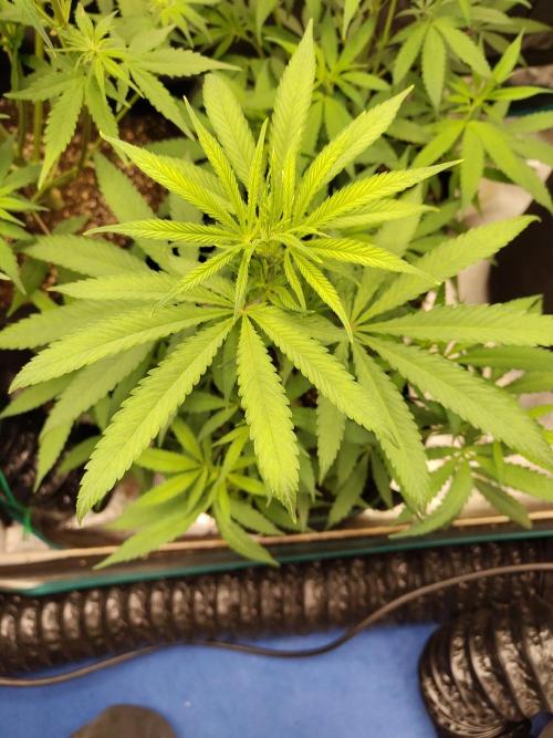 Choclate Rainbow XXL cutlings. Week 5