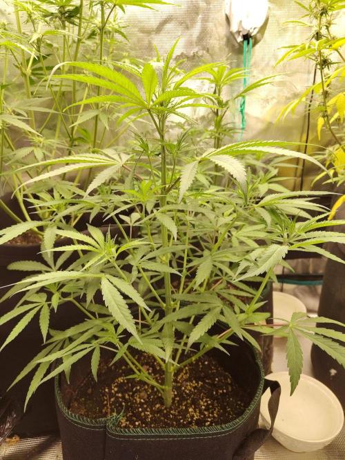 Choclate Rainbow XXL cutlings. Week 5