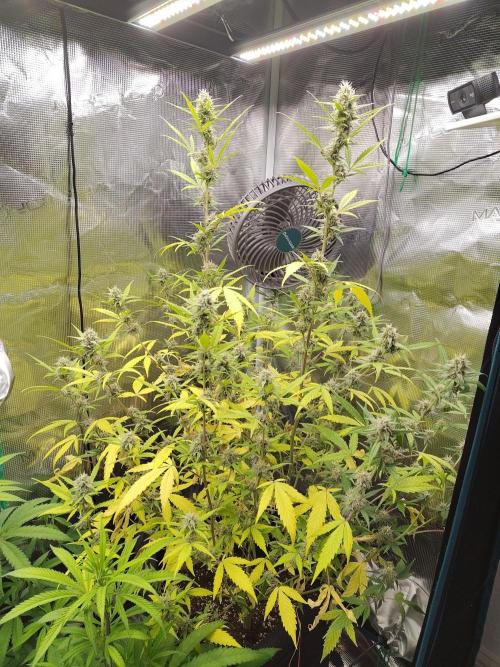 White Diesel Haze Automatic. Week 8