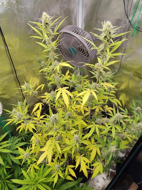 White Diesel Haze Automatic. Week 8