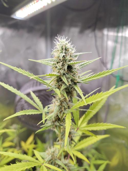 White Diesel Haze Automatic. Week 8