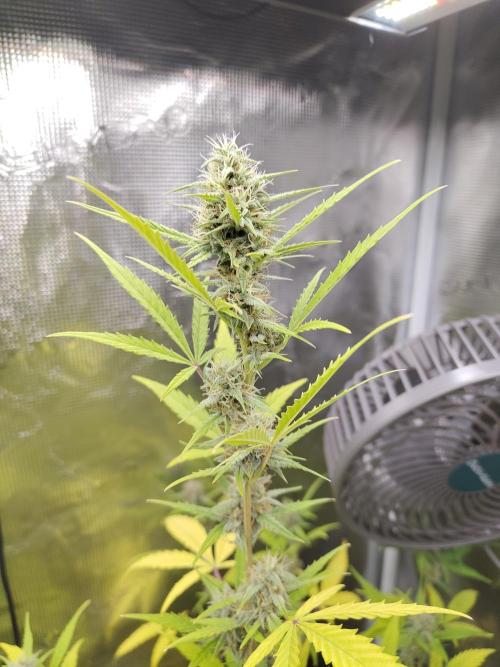 White Diesel Haze Automatic. Week 8