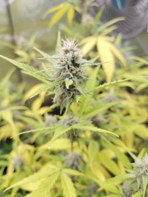 White Diesel Haze Automatic. Week 8
