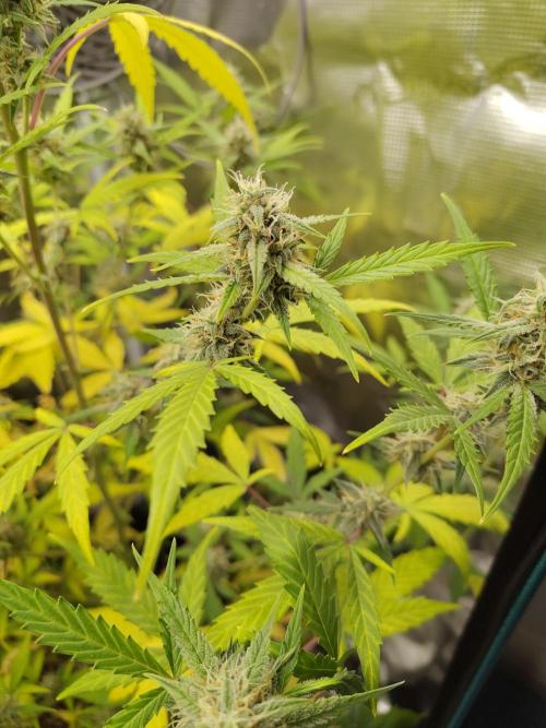 White Diesel Haze Automatic. Week 8