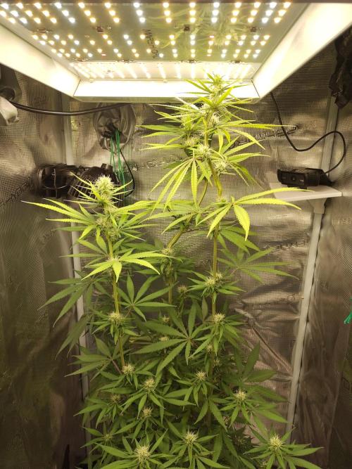 Choclate Rainbow XXL - Sensi Seeds. Week 9