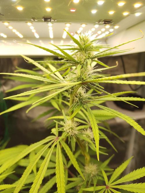 Choclate Rainbow XXL - Sensi Seeds. Week 9
