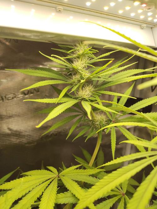 Choclate Rainbow XXL - Sensi Seeds. Week 9