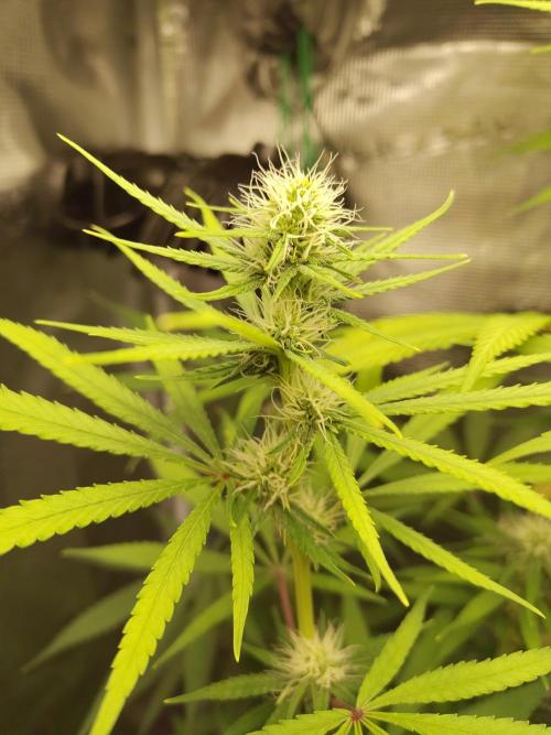 Choclate Rainbow XXL - Sensi Seeds. Week 9