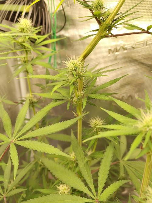 Choclate Rainbow XXL - Sensi Seeds. Week 9