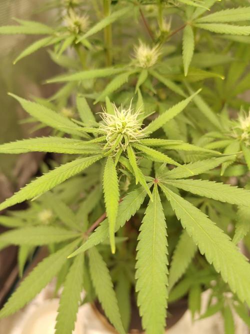 Choclate Rainbow XXL - Sensi Seeds. Week 9