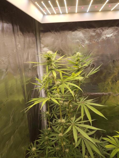 Choclate Rainbow XXL - Sensi Seeds. Week 9