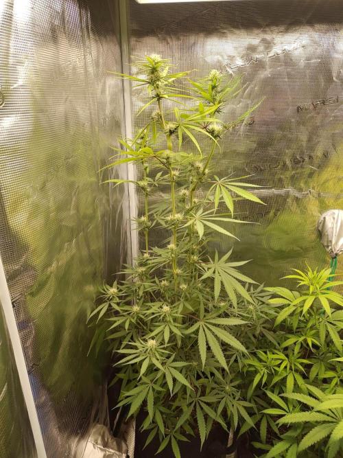 Choclate Rainbow XXL - Sensi Seeds. Week 9