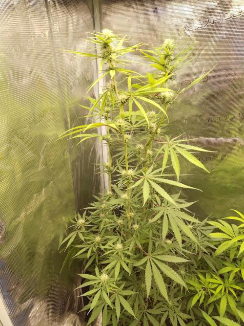 Choclate Rainbow XXL - Sensi Seeds. Week 9