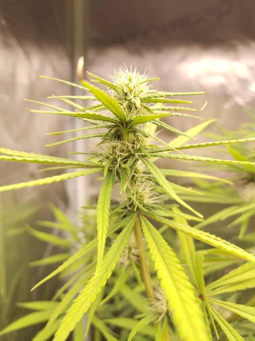 Choclate Rainbow XXL - Sensi Seeds. Week 9
