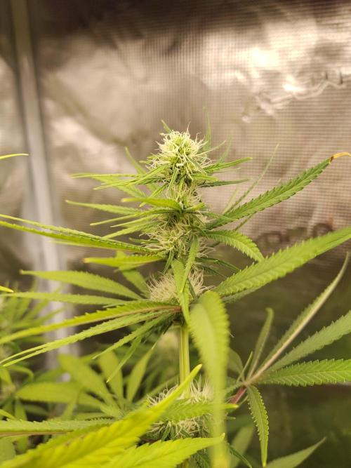 Choclate Rainbow XXL - Sensi Seeds. Week 9