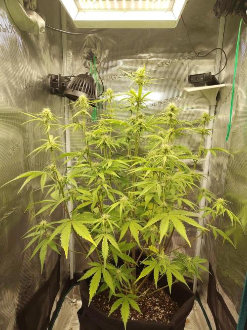 Sensi Seeds - Sticky Orange XXL Auto. Week 5