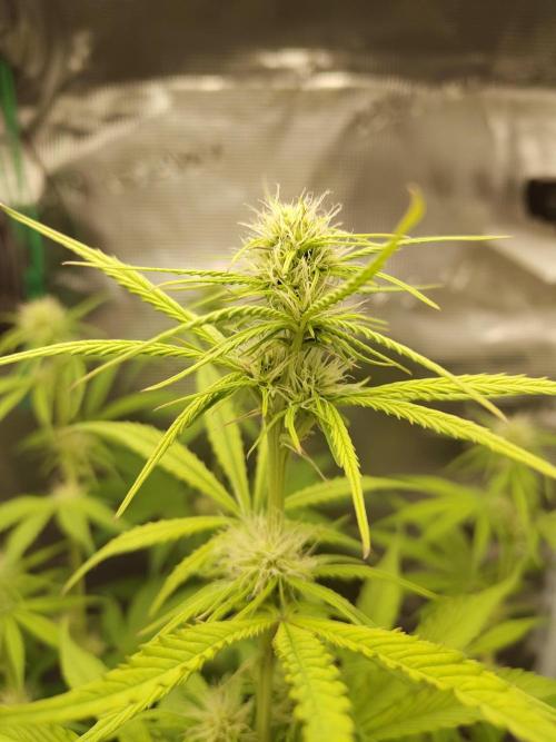 Sensi Seeds - Sticky Orange XXL Auto. Week 5