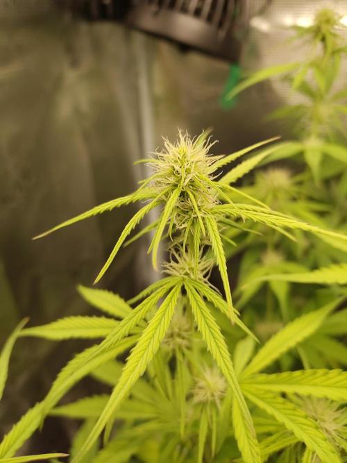 Sensi Seeds - Sticky Orange XXL Auto. Week 5