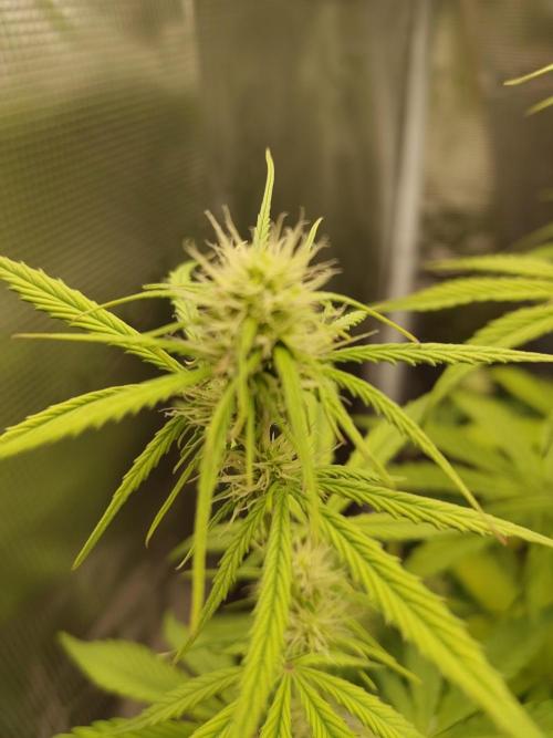 Sensi Seeds - Sticky Orange XXL Auto. Week 5