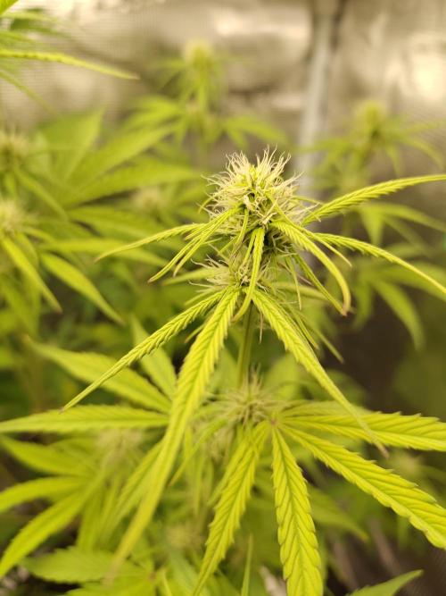 Sensi Seeds - Sticky Orange XXL Auto. Week 5
