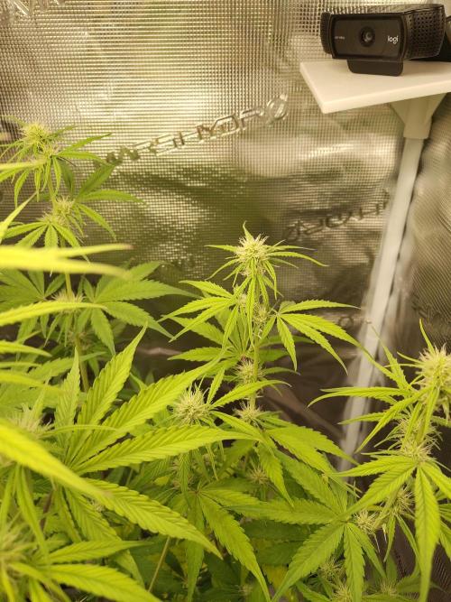 Sensi Seeds - Sticky Orange XXL Auto. Week 5
