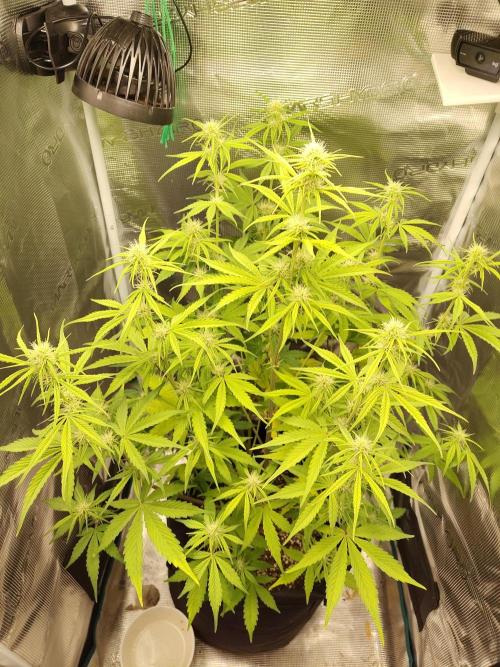 Sensi Seeds - Sticky Orange XXL Auto. Week 5