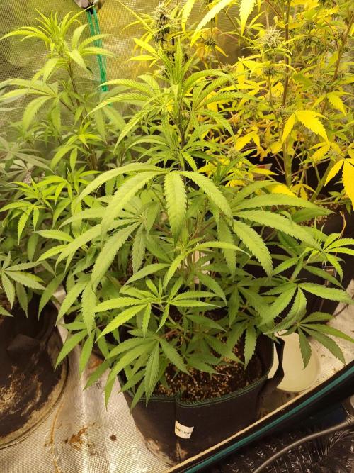 Choclate Rainbow XXL cutlings. Week 6