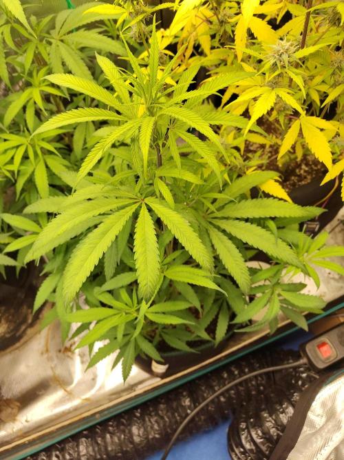 Choclate Rainbow XXL cutlings. Week 6