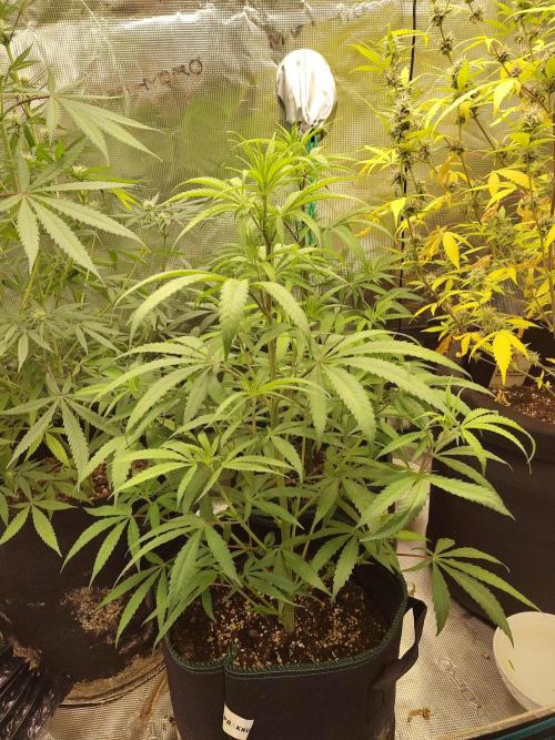 Choclate Rainbow XXL cutlings. Week 6