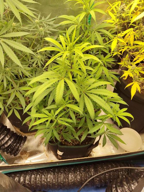 Choclate Rainbow XXL cutlings. Week 6
