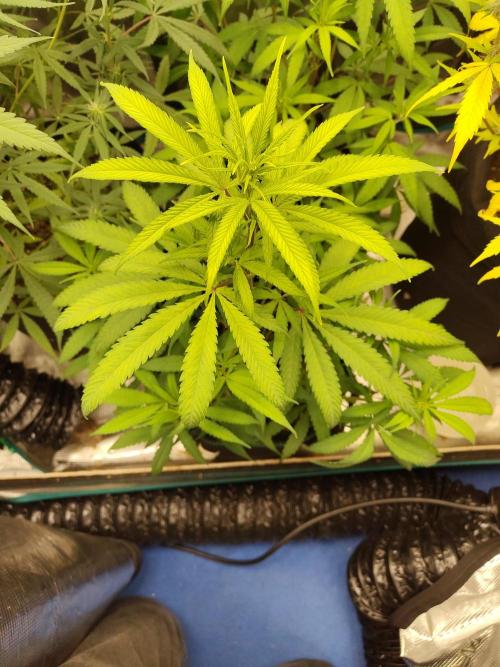 Choclate Rainbow XXL cutlings. Week 6