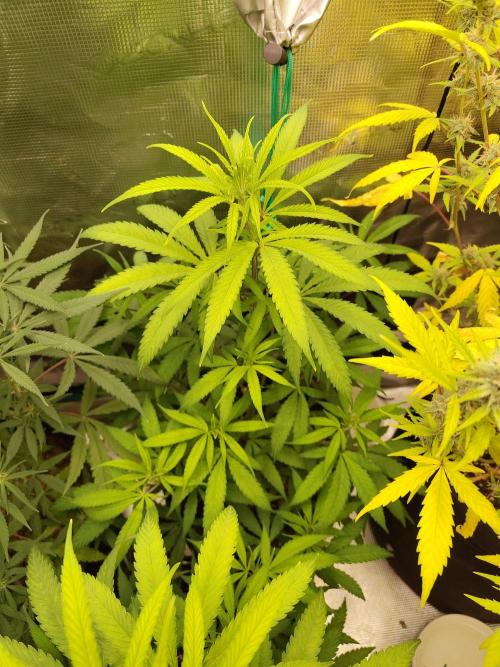 Choclate Rainbow XXL cutlings. Week 6