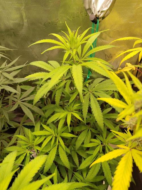 Choclate Rainbow XXL cutlings. Week 6
