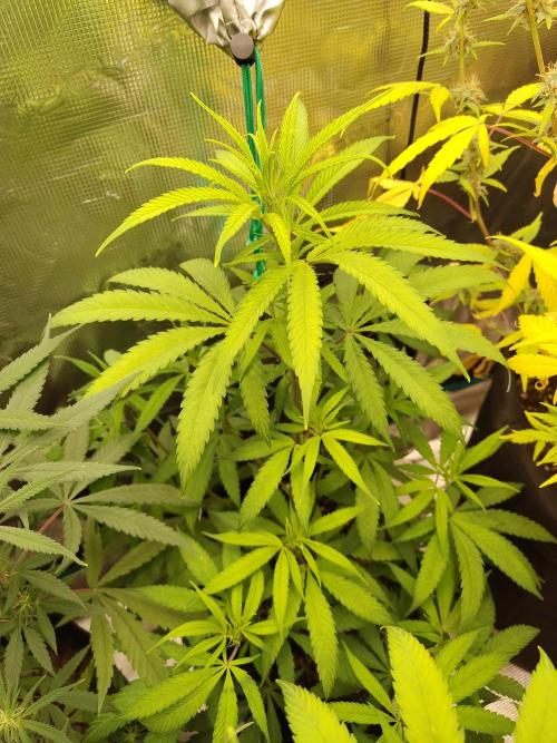 Choclate Rainbow XXL cutlings. Week 6
