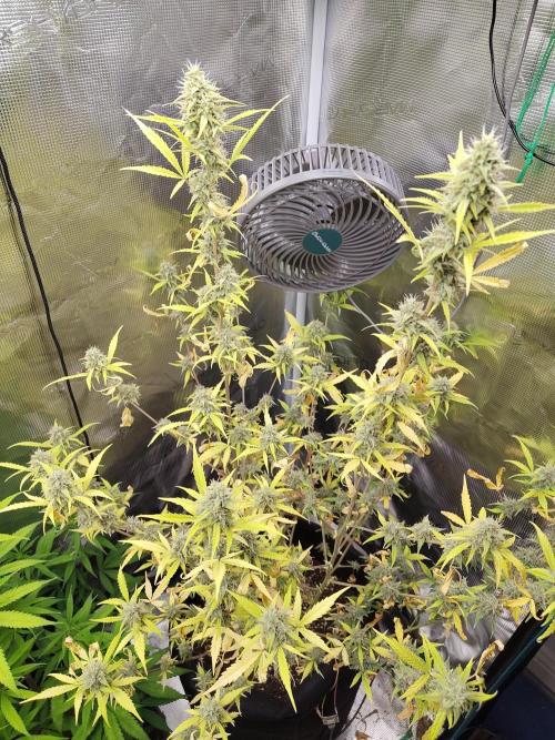 White Diesel Haze Automatic. Week 9