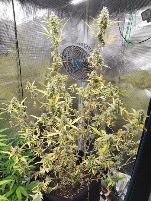 White Diesel Haze Automatic. Week 9