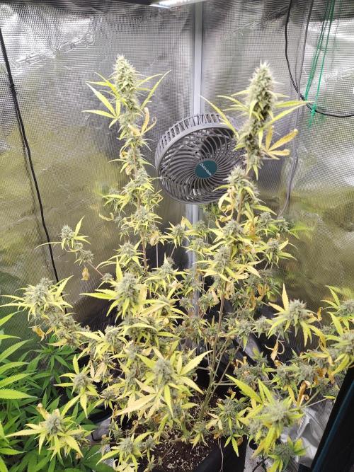 White Diesel Haze Automatic. Week 9