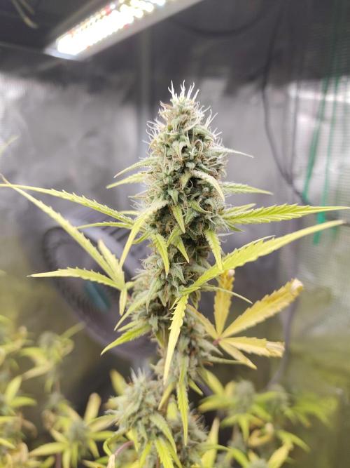 White Diesel Haze Automatic. Week 9