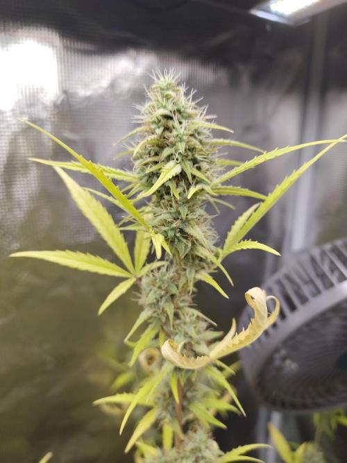 White Diesel Haze Automatic. Week 9