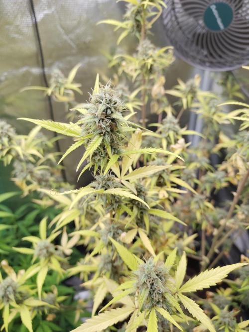 White Diesel Haze Automatic. Week 9